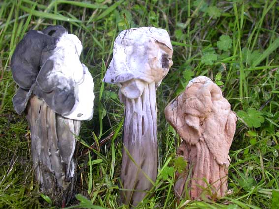 Hypomyces cervinigenus